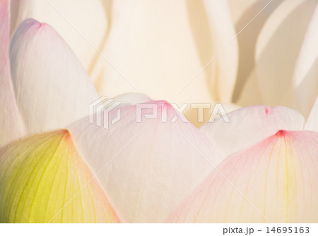 白い蓮の花びら 白い蓮の花びら 14695163