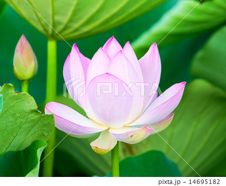 ピンクのハスの花 14695182