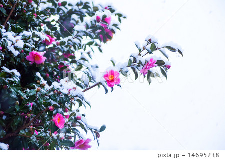 雪中つばき 雪中つばき 14695238