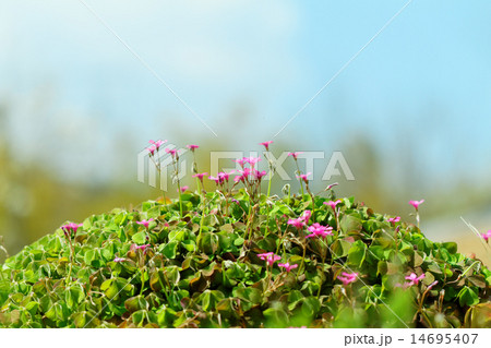 淡い紫色のイモカタバミの花 淡い紫色のイモカタバミの花 14695407