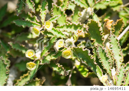 エウフォルビア・カプサインテマリエンシス、トウダイグサ科、マダガスカル 14695411