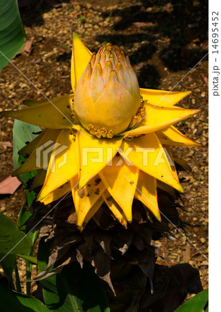 チュウキンレン、地湧金蓮、バショウ科、薬用、食用、中国雲南省～インドシナ半島、標高1000～2500 14695452