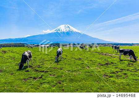 富士山を望む朝霧高原で草を食む牛 14695468