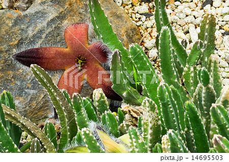 スタペリア・グランディフォロラ、ガガイモ科、南アフリカ（ケープ）、トランスヴァール 14695503