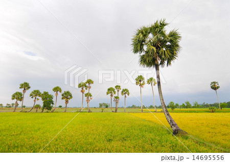Rice field in the Mekong Delta, Vietnam 14695556