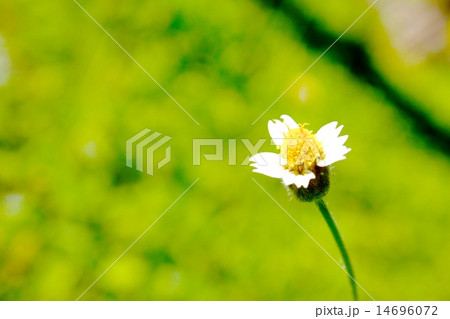 小花 小花 14696072
