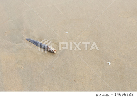 Dead fish on the beach 14696238