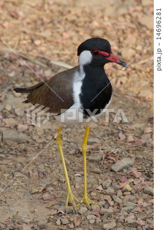 Red-wattled lapwing on ground 14696281