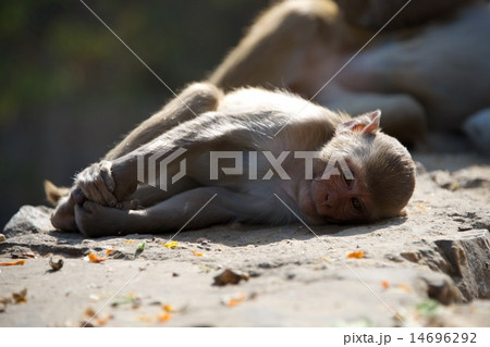 Rhesus macaque lying on a wall 14696292