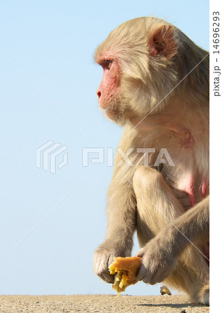 Rhesus macaque staring 14696293