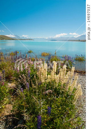 ルピナスとテカポ湖 14697037