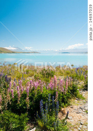 ルピナスとテカポ湖 14697039