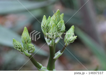 ジコウニシキ・多肉植物の花の蕾 14697337