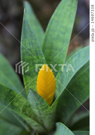 フリーセア オスピナエの花の写真素材