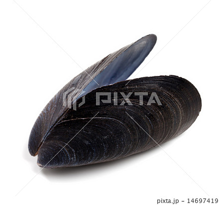Shell of mussel isolated on white background 14697419