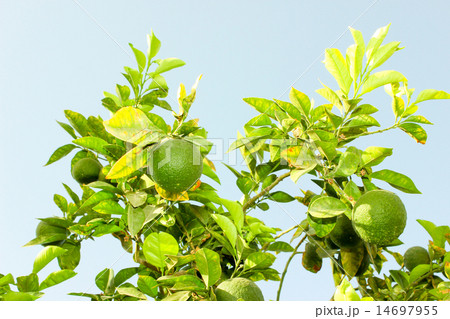 Orange fruits 14697955