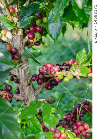 Coffee tree Coffee tree 14698171