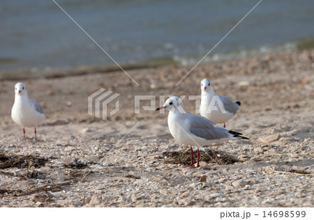 Seagulls on sea beach Seagulls on sea beach 14698599