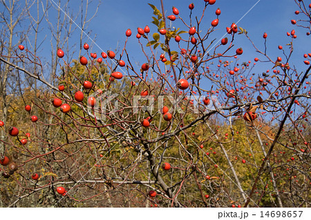 Branches of wild rose 14698657