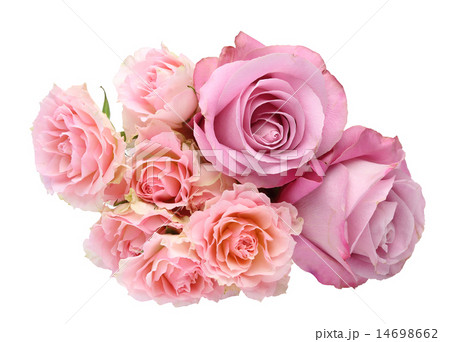 薔薇 14698662