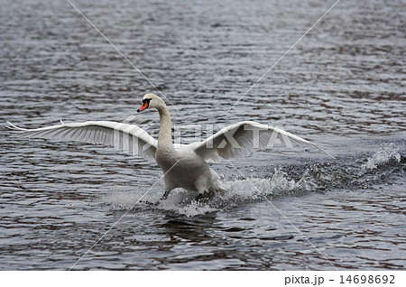 water skiing water skiing 14698692