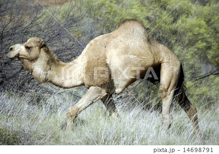 camel camel 14698791