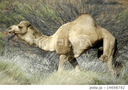 camel camel 14698792