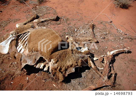 dead camel in western australia dead camel in western australia 14698793