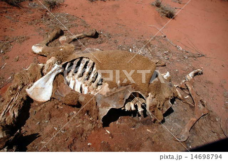 dead camel in western australia dead camel in western australia 14698794
