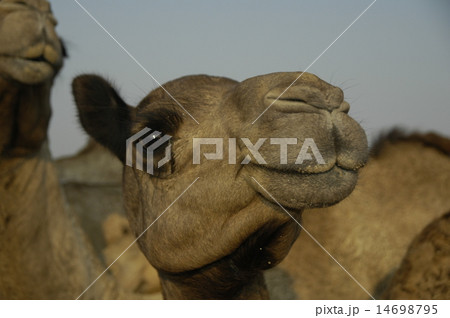 camel 14698795