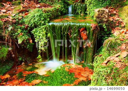 Cascade on small mountain stream,fresh green algae 14699050