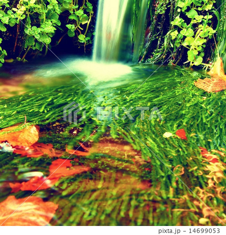 Cascade on small mountain stream,fresh green algae Cascade on small mountain stream,fresh green algae 14699053