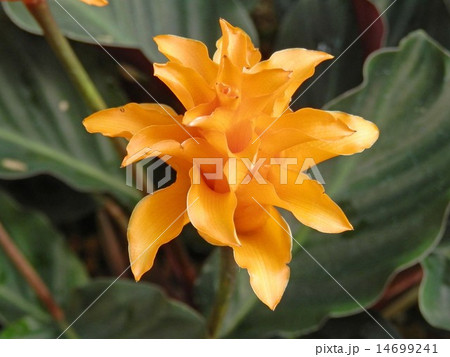 カラテア・クロカータ 14699241