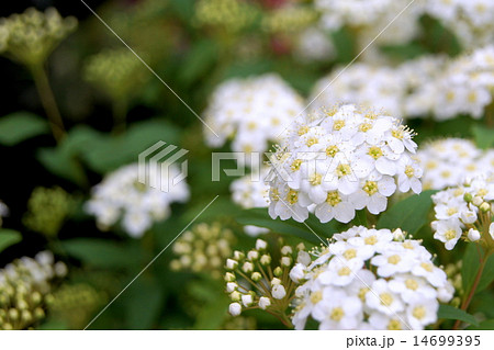 爽やかなコデマリ 14699395