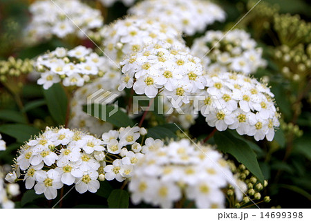 爽やかなコデマリ 14699398