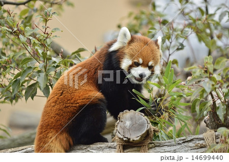 レッサーパンダ 14699440
