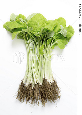 若ごぼう 若ごぼう 14699543