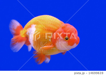 ranchu or lion head goldfish ranchu or lion head goldfish 14699639