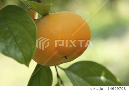 身知らず柿 14699708