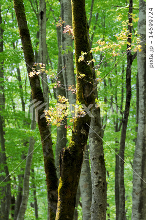 橅の芽吹き 14699724