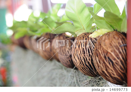 planting without soil, 14699773