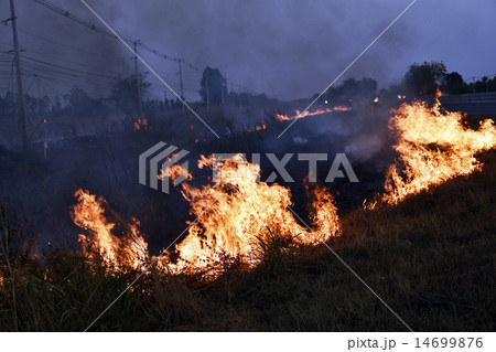 Dried grasses burning on roadside 14699876