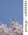 桜 14699984