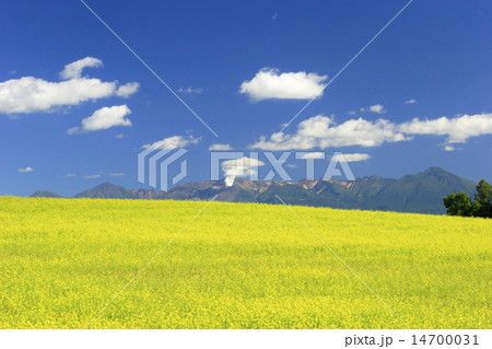 北海道　美瑛町　キガラシ畑と十勝岳連峰 14700031