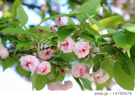 八重桜 14700078