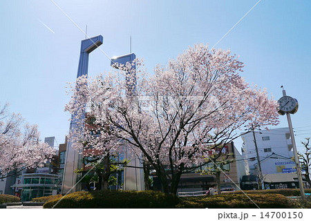 岩倉駅西口　駅前ロータリーのさくら 14700150