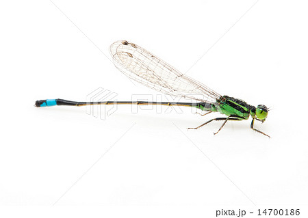 small green dragonfly small green dragonfly 14700186