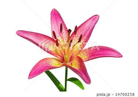 Pink lily on white background Pink lily on white background 14700258