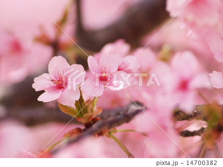 河津桜_二輪 14700382