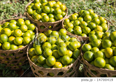 バリ　キンタマーニ　オレンジの収穫 14700419